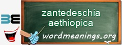 WordMeaning blackboard for zantedeschia aethiopica